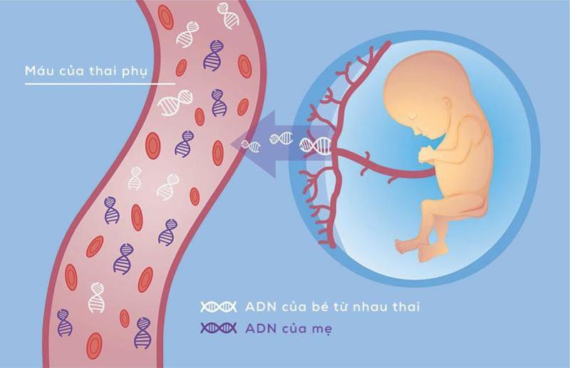 What is the cost of ADN testing for fetal cells in the Vietnamese language?