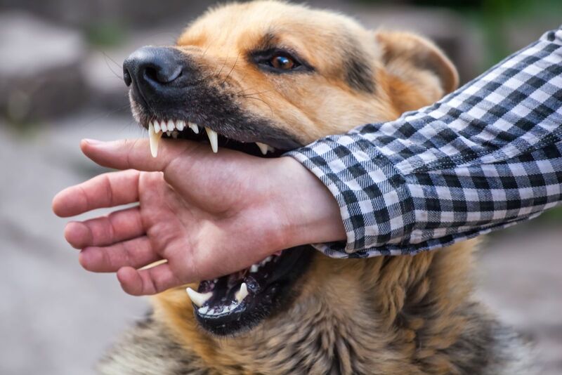 Điều gì gây ra dấu hiệu bệnh xét nghiệm bệnh dại ở chó ?