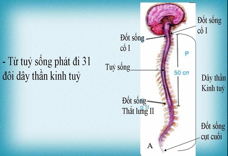 Thuốc viêm dây thần kinh có tác dụng trong việc trị liệu hiệu quả không?