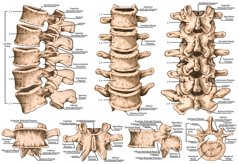 Khám phá cấu trúc và chức năng giải phẫu xương cột sống cổ 