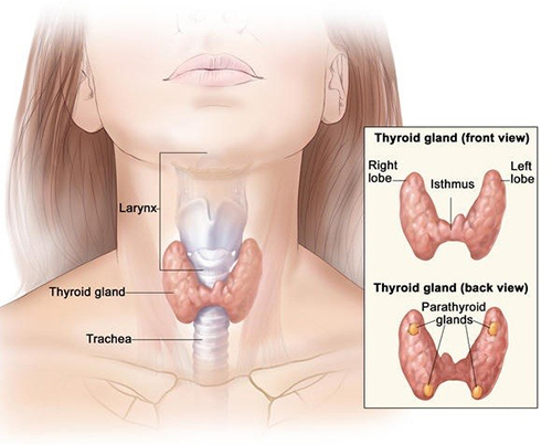 Tìm hiểu về bướu giáp đa nhân 2 thùy và các triệu chứng