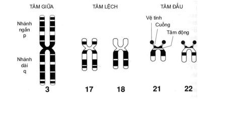 Xét nghiệm máu XY có chính xác 100% không?
