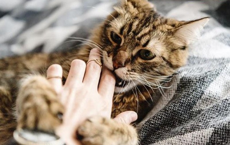 Có những biểu hiện và triệu chứng gì cho thấy mèo đang bị chảy dịch ở bộ phận sinh dục?
