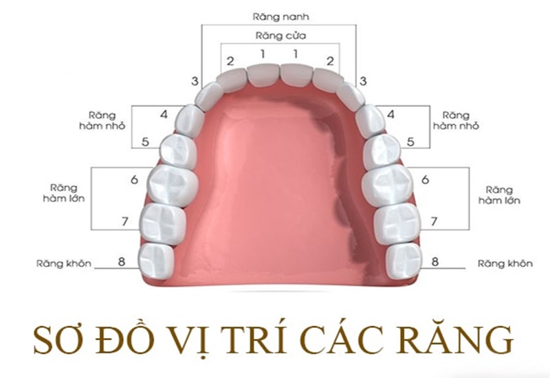 Chỉ số nhổ răng số 4 có đau không bình thường là bao nhiêu