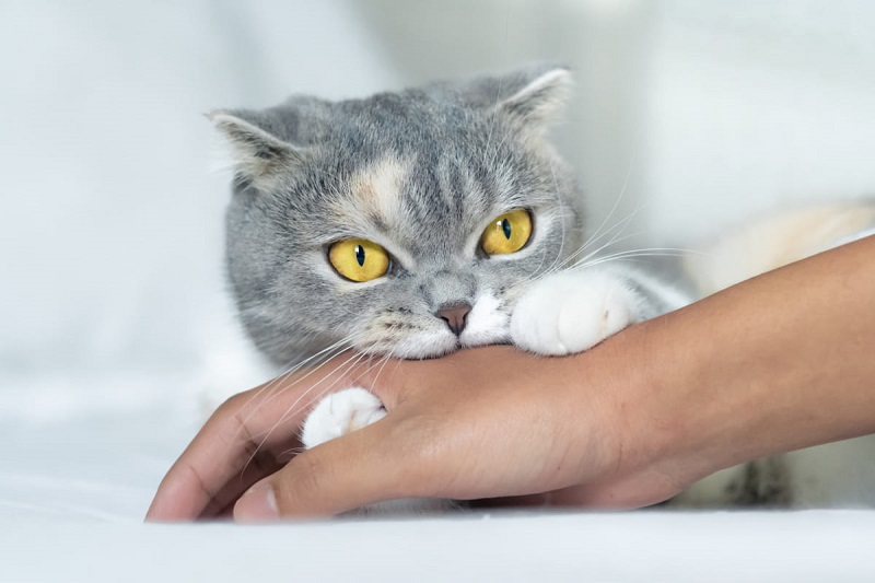  Bị mèo cào chảy máu có sao không ? Tìm hiểu ngay để bảo vệ sức khỏe
