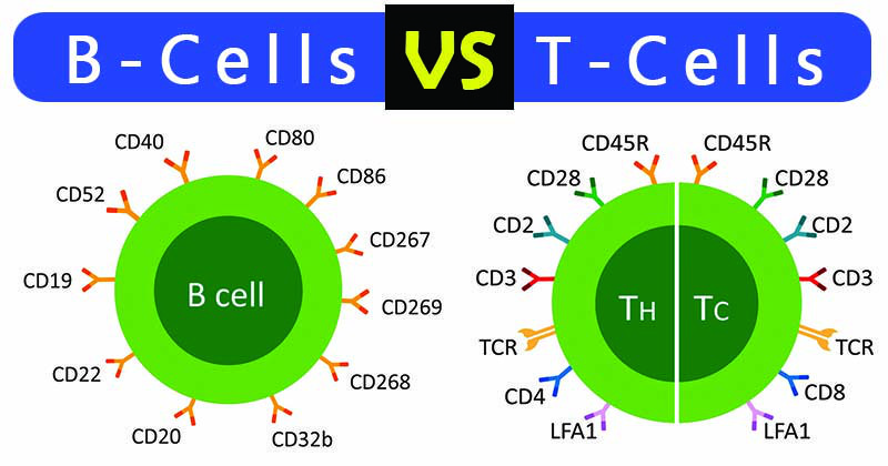 Bạch cầu lympho B và T là 2 thành phần thuộc tế bào lympho