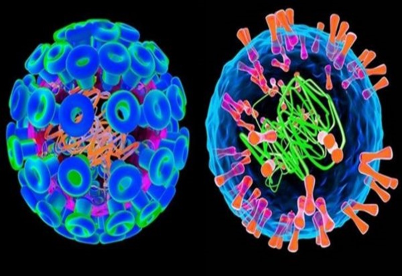 Virus HSV là nguyên nhân gây herpes sinh dục