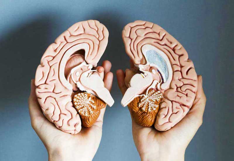 Điểm khác nhau não phải và não trái - Bạn thuộc tuýp người thiên về não nào?