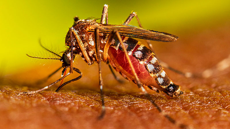 Muỗi vằn là vật trung gian khiến virus Dengue lây truyền từ người sang người