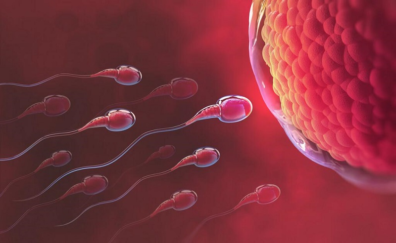 Xuất tinh sớm có con được không phụ thuộc nhiều vào mức độ bệnh của nam giới và khả năng sinh sản của nữ giới