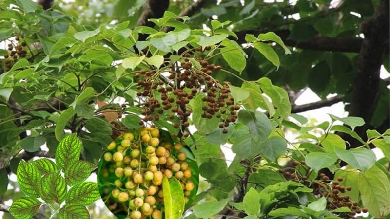 cây nhội