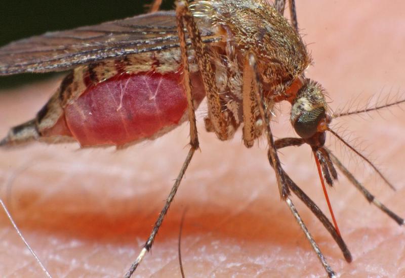 Loài muỗi Culex có khả năng lây truyền virus viêm não Nhật Bản và nhiều bệnh nguy hiểm khác
