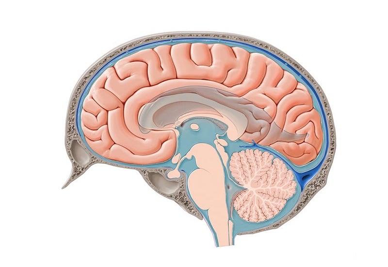 Dịch não tủy (phần màu xanh bao quanh đại não, tiểu não và não giữa)