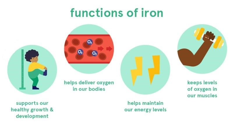 Mô phỏng vai trò của sắt đối với cơ thể
