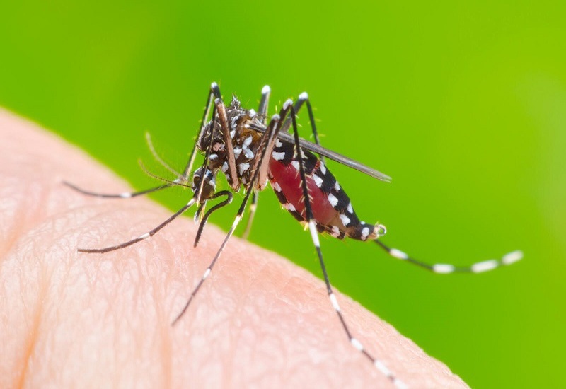 Muỗi vằn là tác nhân truyền virus Dengue gây bệnh sốt xuất huyết cho con người