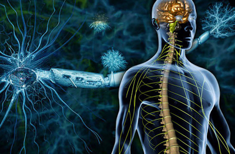 Bệnh đa xơ cứng có liên quan đến tế bào thần kinh ở đâu trong cơ thể?