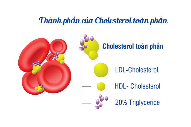 Thành phần cấu thành cholesterol toàn phần