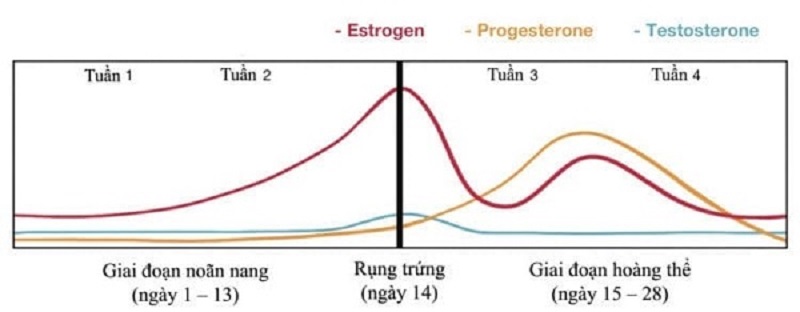 Thay đổi hormone là yếu tố chi phối, gây nên hiện tượng đau ngực khi tới tháng