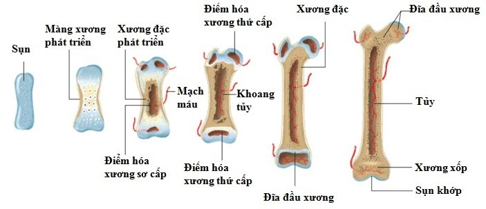 X-Quang tuổi xương