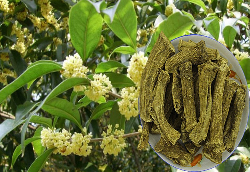 Cây mộc hương vừa là loại cây phong thủy vừa là vị thuốc quý