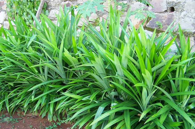 Cây nếp: vị thuốc chữa bệnh tại nhà ít người biết tới