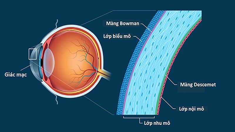 Các lớp cấu tạo nên giác mạc mắt