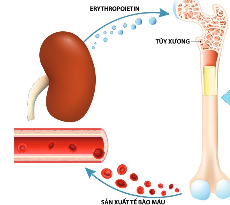 Thận sản xuất erythropoietin kích thích tủy xương sản xuất hồng cầu