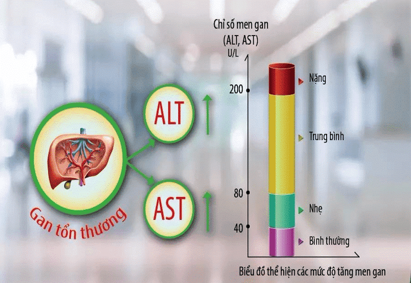 Chỉ số AST và ALT tăng cao thể hiện mức độ tổn thương của gan