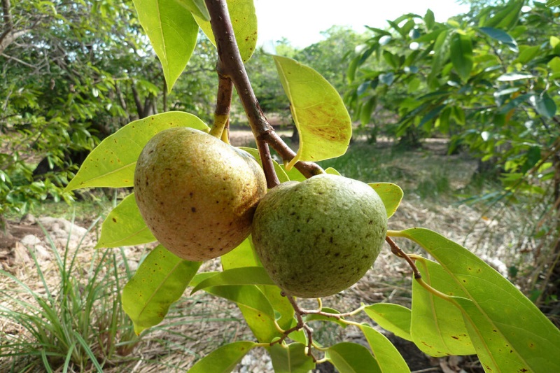 Quả bình bát phơi khô, nấu nước uống có thể kiểm soát tiểu đường