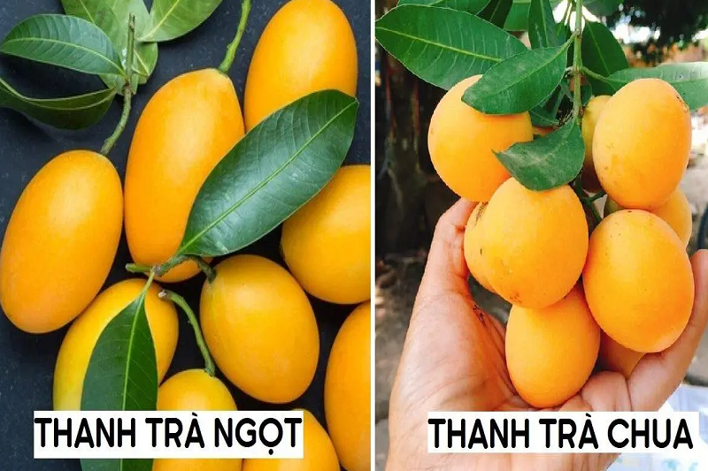 Phân biệt 2 loại thanh trà