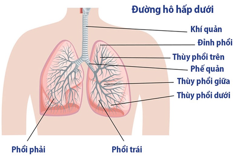 7. Điều trị và quản lý triệu chứng