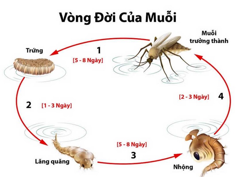 Vòng đời của muỗi Vằn