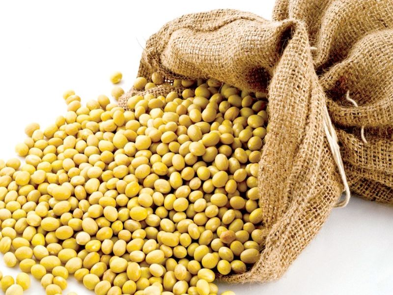 Hạt đậu tương cung cấp nguồn dưỡng chất protein cần thiết 