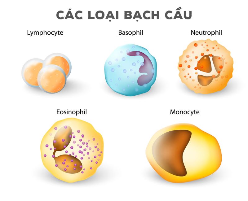 Các loại tế bào bạch cầu trong cơ thể
