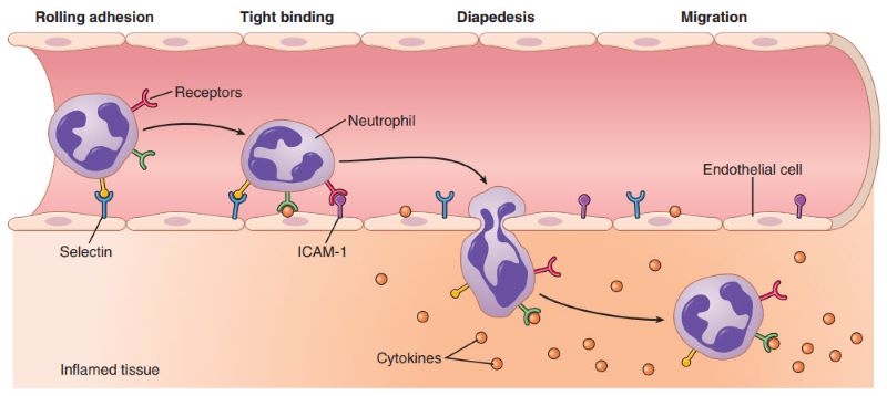 Phản ứng của tế bào Neutrophil đối với mô bào bị viêm