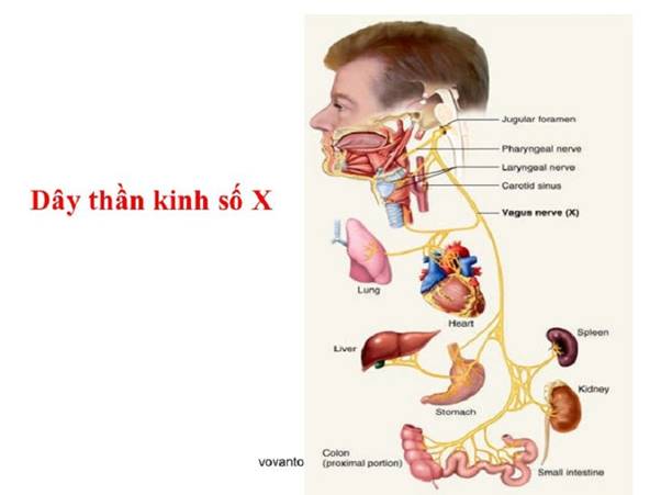 Thần Kinh Phế Vị: Chức Năng, Vai Trò Và Những Điều Bạn Cần Biết