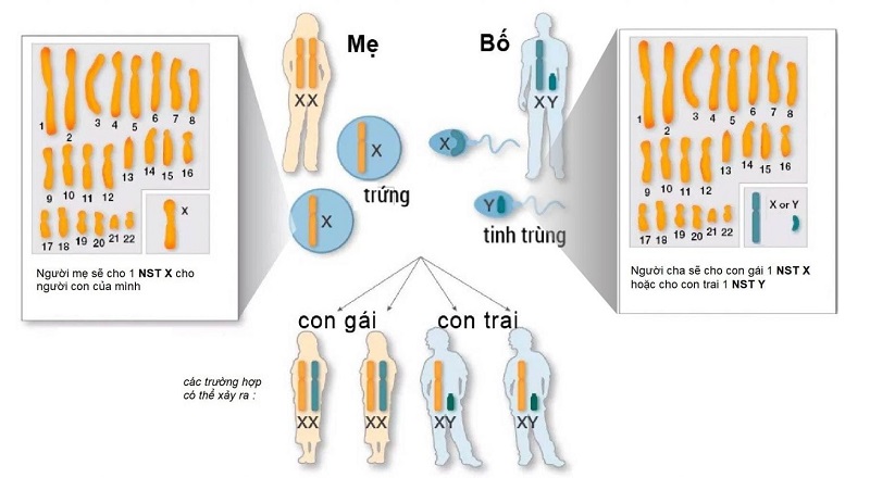 ADN của mỗi người có đặc thù riêng, có thể được dùng để tiến hành nhiều loại xét nghiệm với các mục đích khác nhau