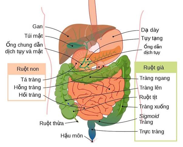 6. Phương Pháp Chăm Sóc Và Bảo Vệ Hệ Tiêu Hóa