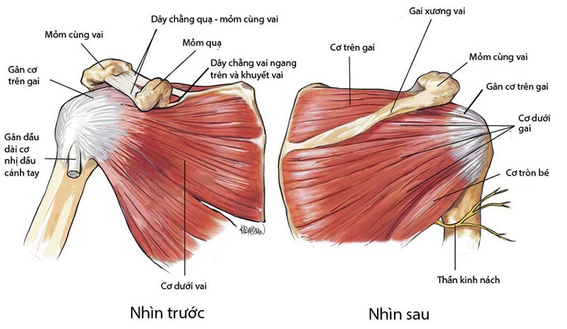 Mô tả về hình dáng và vị trí của cơ xương