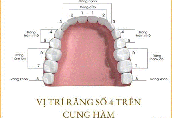 Hỏi&Đáp: Nhổ răng số 4 hàm trên có nguy hiểm hay ảnh hưởng đến thẩm mỹ khuôn mặt không?