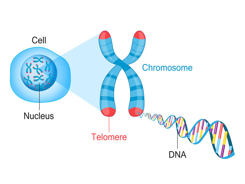 Nhiễm sắc thể mang hàng nghìn gen