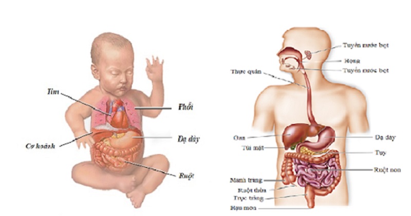Hệ tiêu hóa của trẻ chưa hoàn thiện như người lớn nên có thể khiến trẻ sơ sinh đi ngoài có mùi chua và nhầy