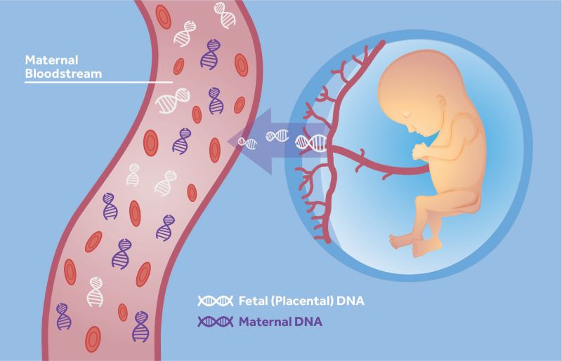 Xét nghiệm NIPT phân tích các AND tự do của thai nhi trong máu của mẹ