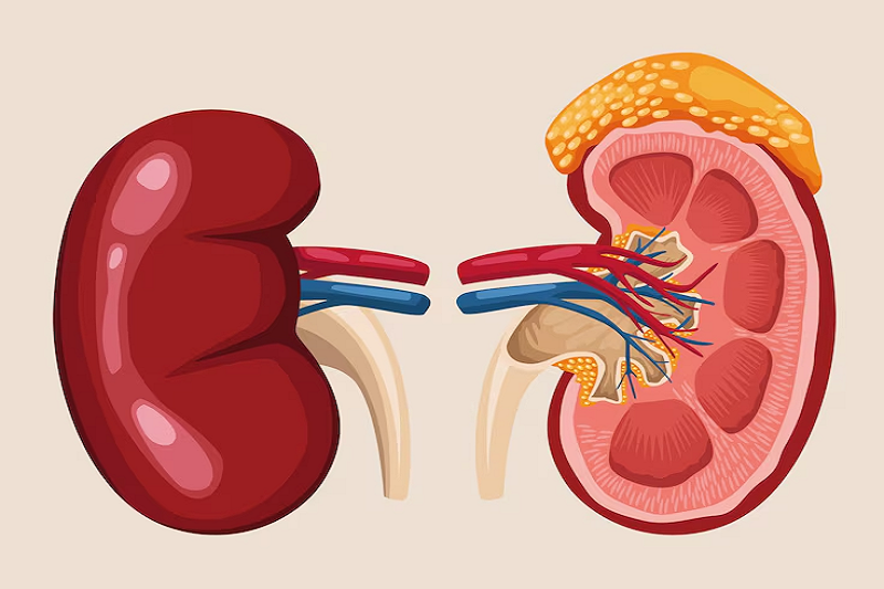 Người mắc bệnh thận nên hạn chế ăn khế