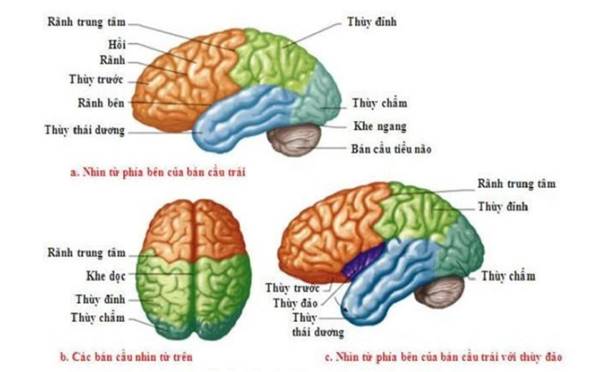 4. Sự phát triển và sự thay đổi của đại não theo tuổi tác