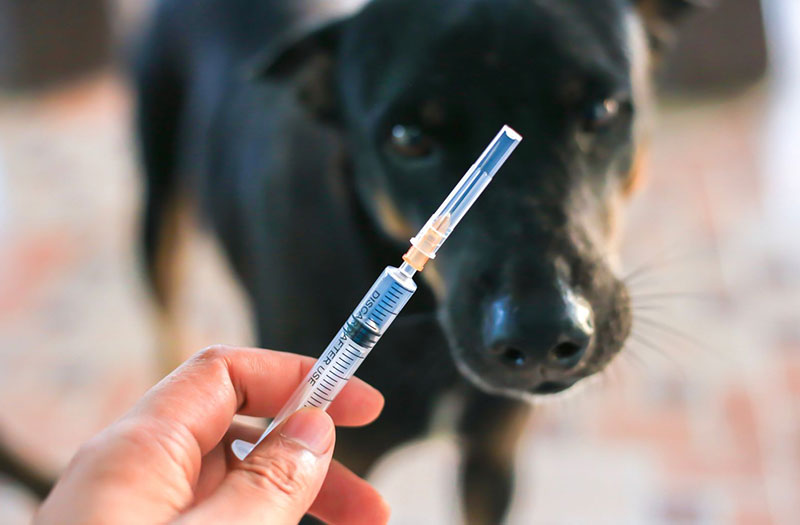 Cách phòng chống bệnh dại cho chó mắc bệnh dại bao lâu thì chết hiệu quả nhất