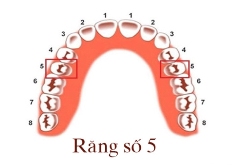 Răng số 5 hàm trên là một trong những chiếc răng tham gia chính vào quá trình tiêu hóa thức ăn