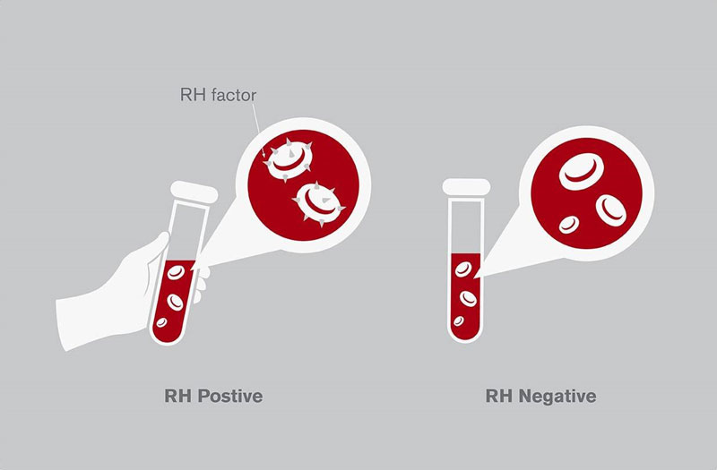 Yếu tố máu Rh hay Rhesus có tính di truyền