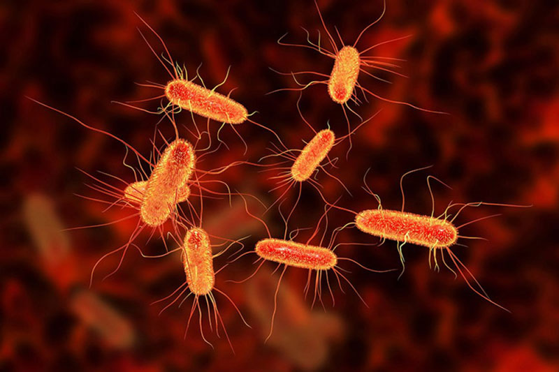 Vi khuẩn E.coli là một tác nhân gây nhiễm trùng đường ruột