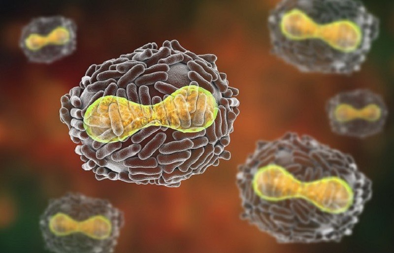 Hình ảnh của virus variola - tác nhân gây nên bệnh đậu mùa